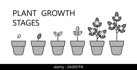 Tree stadi di crescita infographics. Line art icone. Impianto modello di istruzione. Lo stile lineare illustrazione isolato su bianco. La piantagione di frutta processo. Illustrazione Vettoriale