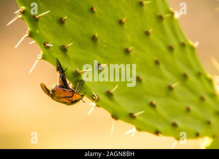 Un grande coleottero strisciando lungo un cactus pianta che ha appena sbarcati su. Foto Stock