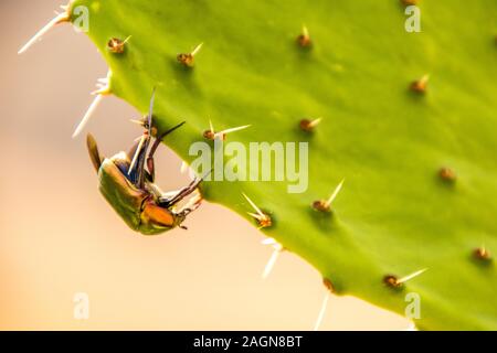 Un grande coleottero strisciando lungo un cactus pianta che ha appena sbarcati su. Foto Stock