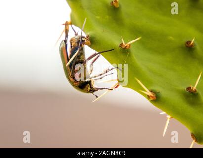 Un grande coleottero strisciando lungo un cactus pianta che ha appena sbarcati su. Foto Stock