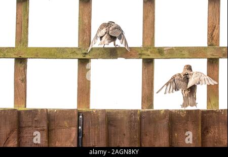 Un tipico tipo di uccello britannica, stornelli, seduti all'aperto a guardare il mondo che passa da e di tutti gli altri uccelli vicino ad esso. Foto Stock