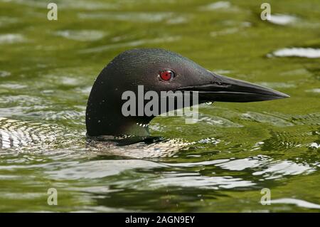 Loon comune Foto Stock