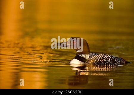 Loon comune Foto Stock