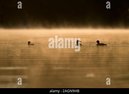 Loon comune Foto Stock