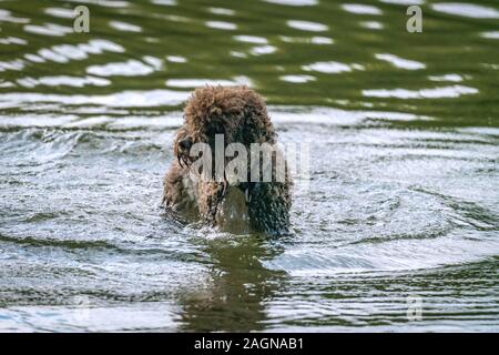 Un barboncino come furia cane marrone è di avere una vasca da bagno nel lago Grunewald di Berlino Foto Stock