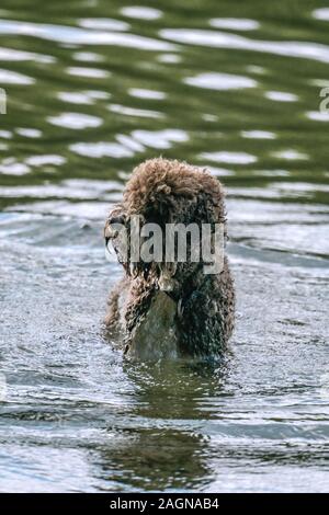 Un barboncino come furia cane marrone è di avere una vasca da bagno nel lago Grunewald di Berlino Foto Stock