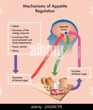 Medical diagramma che mostra dei meccanismi di regolazione dell'appetito. Foto Stock