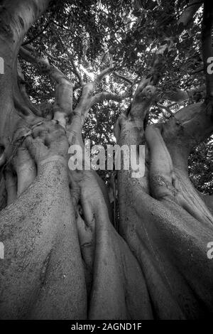 Foto ad angolo basso di splendidi vecchi alberi curvilinei in scala di grigi sotto il cielo soleggiato e luminoso Foto Stock