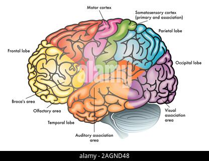 Medical illustrazione colorata di un cervello umano con diverse aree funzionali evidenziati con colori diversi Foto Stock