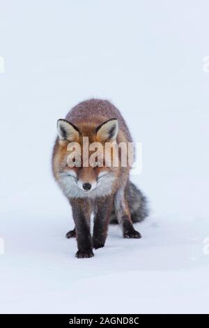 Red Fox (Vulpes vulpes) passeggiate nella neve in inverno Foto Stock