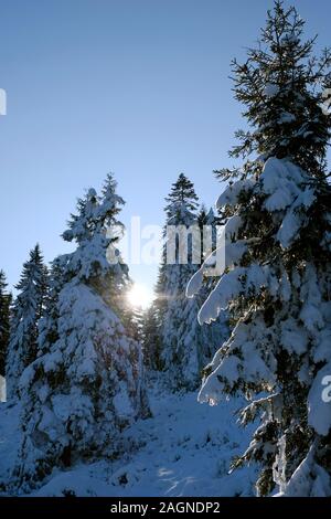 Abete innevato paesaggio forestale in tonya trabzon turchia Foto Stock