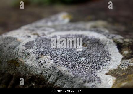 Macro di un crustose cresce su una parete con strette DOF Foto Stock