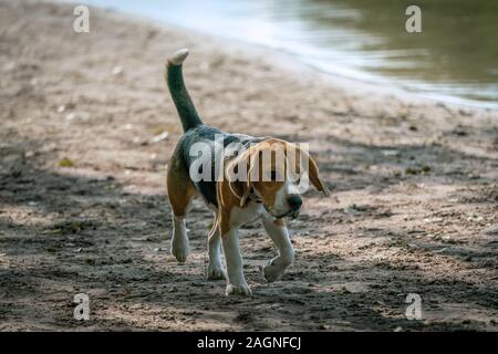 Un cane Beagle come cane di camminare sulla spiaggia in riva al lago di Grunewald di Berlino Foto Stock
