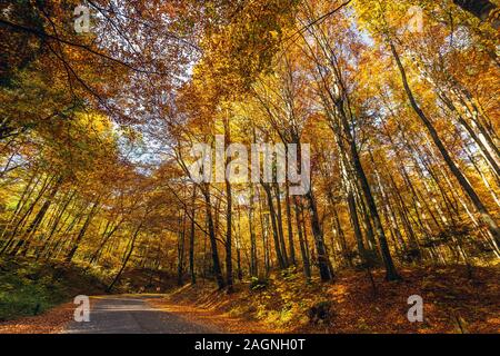 Paesaggio autunnale di strada tortuosa e colorati di alberi in Ojcow National Park, Polonia. Foto Stock