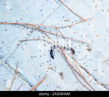 Un esercito di formiche divulgare e circondano la carcassa di un worm morto. Foto Stock