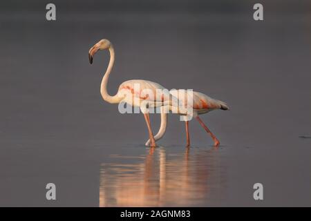 Il fenicottero maggiore è la più diffusa e più grande specie della famiglia flamingo. Foto Stock