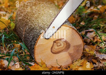 Catena elettrico la lama in prossimità di un log tagliato sul terreno. Foto Stock