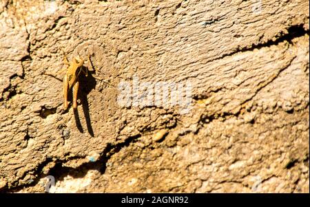 Un comune Cricket tenuta su di una parete. Foto Stock