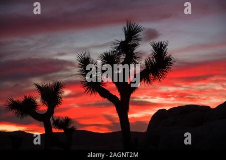 Alberi di joshua stagliano contro un tramonto nel deserto a Joshua Tree National Park Foto Stock