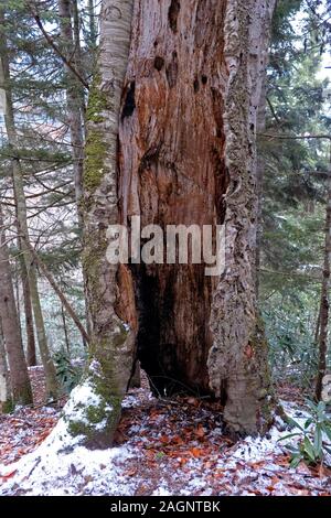 Decadendo faggio intagliato tronco di albero in inverno Foto Stock
