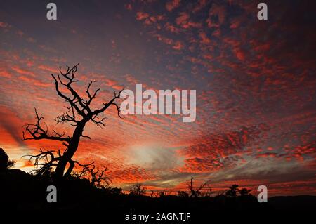 Il vecchio albero morto silhouette con un bel arancio e blu tramonto Foto Stock