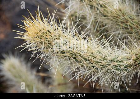 Teddy bear cholla braccio con gocce di acqua sulle spine Foto Stock