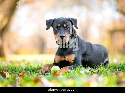 Un nero e rosso Rottweiler razza cane giacente in erba con una sfera Foto Stock