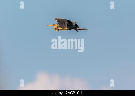 Un Airone rosso nel pettine vicino Waghaeusel in Germania Foto Stock