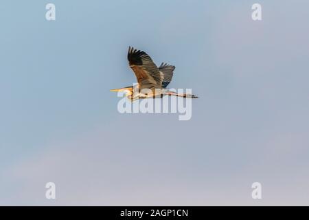 Un Airone rosso nel pettine vicino Waghaeusel in Germania Foto Stock