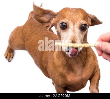 Una splendida miniatura cane bassotto. Ombreggiato di colore rosso, contro uno sfondo bianco. Questa razza di cane diventando molto popolare in tutto il mondo. Foto Stock