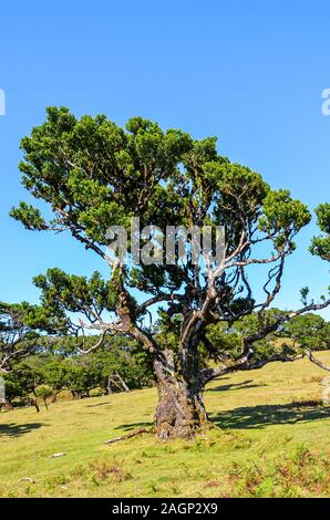 Il vecchio albero di alloro in Fanal, Isola di Madeira, Portogallo. Foresta Laurissilva situato sull'altopiano di Paul da Serra. Patrimonio naturale. Alberi sulla collina in una limpida giornata di sole su una foto verticale. Foto Stock