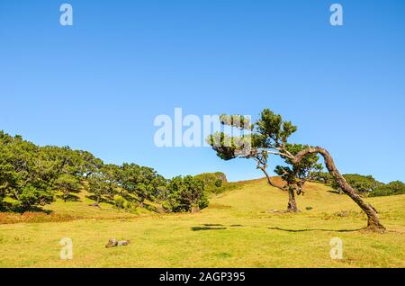 Foresta Laurissilva situato sull'altopiano di Paul da Serra in Fanal, Isola di Madeira, Portogallo. Vecchi alberi di alloro sono il patrimonio naturale dell'isola portoghese. Tronco di albero e rami. Foto Stock