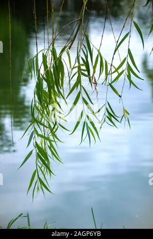 Ramo di salice e lascia appesa sopra l'acqua Foto Stock