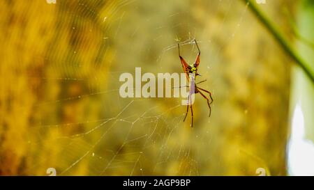 In prossimità di una coloratissima spider permanente sulla sua ragnatela nella giungla verde background durante una giornata di sole. La fauna dell'America centrale. Foto Stock