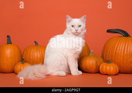 Piuttosto bianco dai capelli lunghi gatto Ragdoll con gli occhi blu seduti tra zucche arancione su uno sfondo arancione Foto Stock