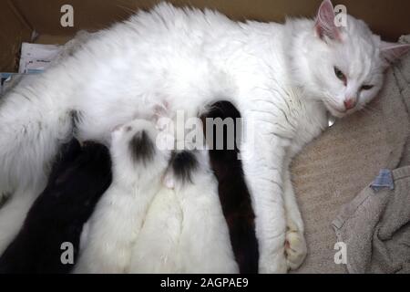 Turco bianco gatto Angora alimentando i suoi due settimane vecchio cuccioli Foto Stock