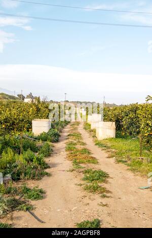 Un tipico orange orchid in Sicilia, Italia. Questi fantastici frutti sono coltivati nel loro decine di migliaia di persone. Ogni anno essi fioriscono in inverno leggi Foto Stock