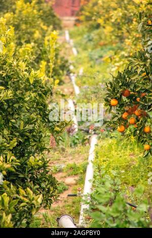 Un tipico orange orchid in Sicilia, Italia. Questi fantastici frutti sono coltivati nel loro decine di migliaia di persone. Ogni anno essi fioriscono in inverno leggi Foto Stock