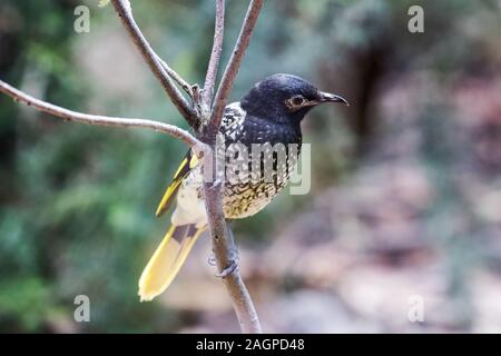 In pericolo critico australiano Honeyeater Regent Foto Stock