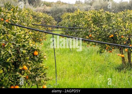 Un tipico orange orchid in Sicilia, Italia. Questi fantastici frutti sono coltivati nel loro decine di migliaia di persone. Ogni anno essi fioriscono in inverno leggi Foto Stock