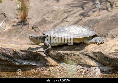 Mary River Turtle Foto Stock