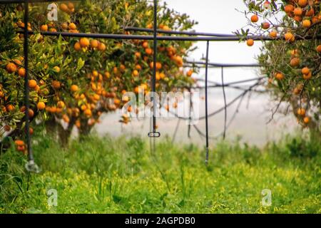 Un tipico orange orchid in Sicilia, Italia. Questi fantastici frutti sono coltivati nel loro decine di migliaia di persone. Ogni anno essi fioriscono in inverno leggi Foto Stock