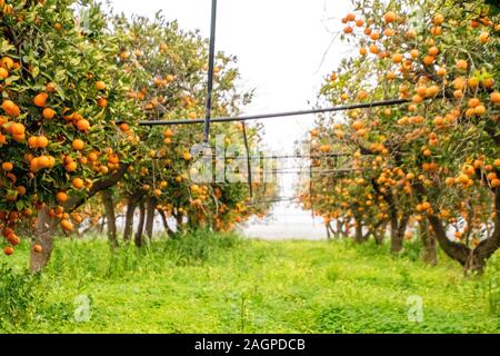 Un tipico orange orchid in Sicilia, Italia. Questi fantastici frutti sono coltivati nel loro decine di migliaia di persone. Ogni anno essi fioriscono in inverno leggi Foto Stock