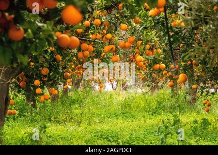 Un tipico orange orchid in Sicilia, Italia. Questi fantastici frutti sono coltivati nel loro decine di migliaia di persone. Ogni anno essi fioriscono in inverno leggi Foto Stock