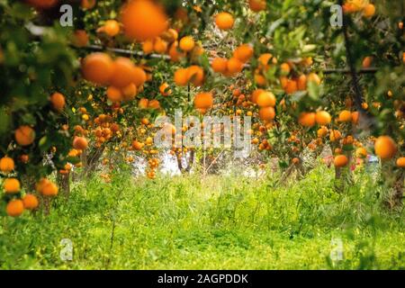 Un tipico orange orchid in Sicilia, Italia. Questi fantastici frutti sono coltivati nel loro decine di migliaia di persone. Ogni anno essi fioriscono in inverno leggi Foto Stock