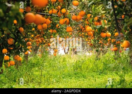 Un tipico orange orchid in Sicilia, Italia. Questi fantastici frutti sono coltivati nel loro decine di migliaia di persone. Ogni anno essi fioriscono in inverno leggi Foto Stock