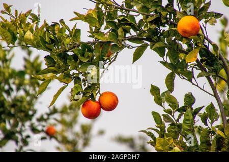 Un tipico orange orchid in Sicilia, Italia. Questi fantastici frutti sono coltivati nel loro decine di migliaia di persone. Ogni anno essi fioriscono in inverno leggi Foto Stock