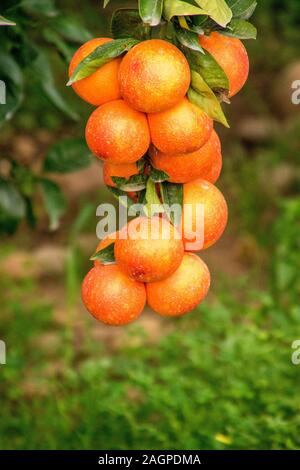 Un tipico orange orchid in Sicilia, Italia. Questi fantastici frutti sono coltivati nel loro decine di migliaia di persone. Ogni anno essi fioriscono in inverno leggi Foto Stock