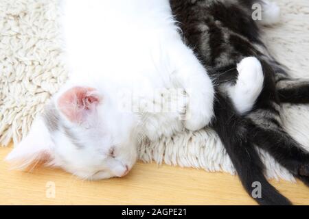 Dieci settimane vecchio gattino Angora Turco Croce dormire Foto Stock