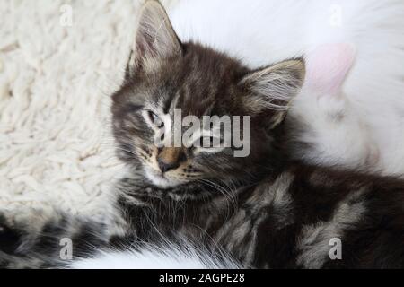Dieci settimane vecchio gattini Angora Turco Cross - Uno Tabby e bianco con contrassegni di colore grigio Foto Stock